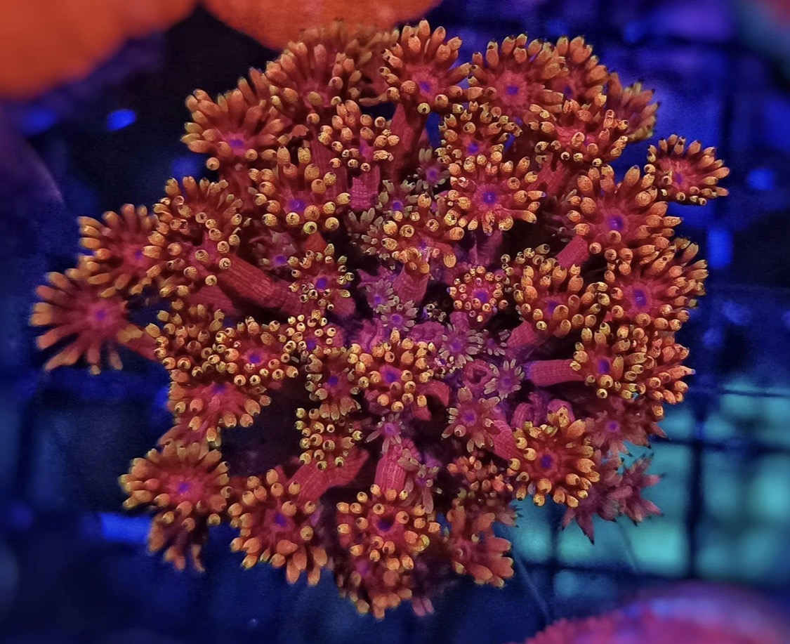 Red and orange goniopora coral under actinic lighting