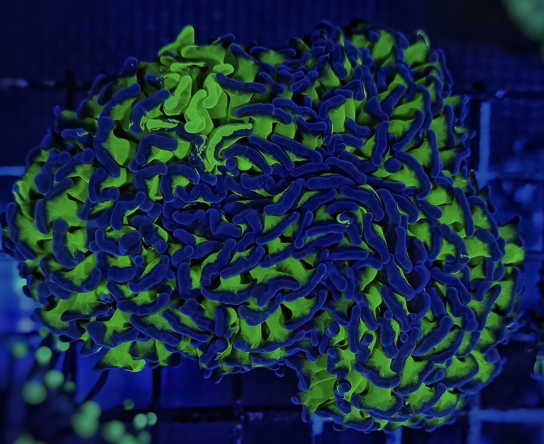 Green and blue hammer coral