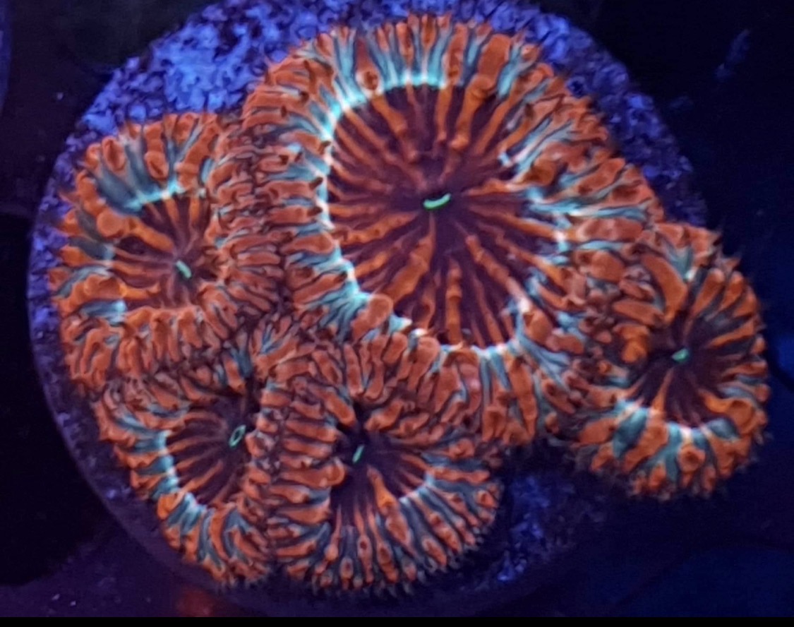 Red and teal Blastomussa wellsi coral