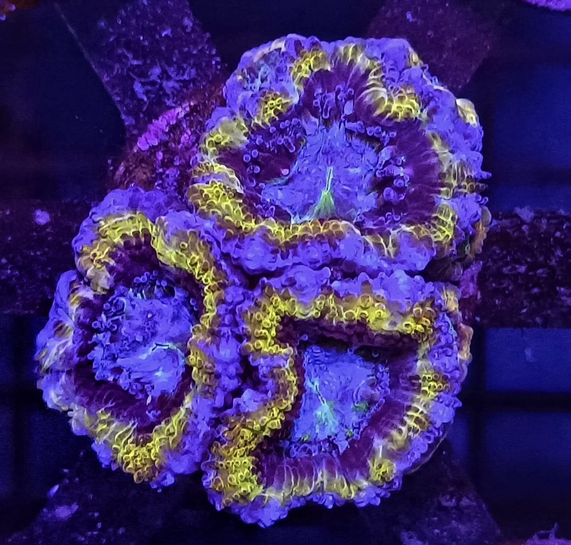 Purple and yellow Micromussa lordhowensis coral colony