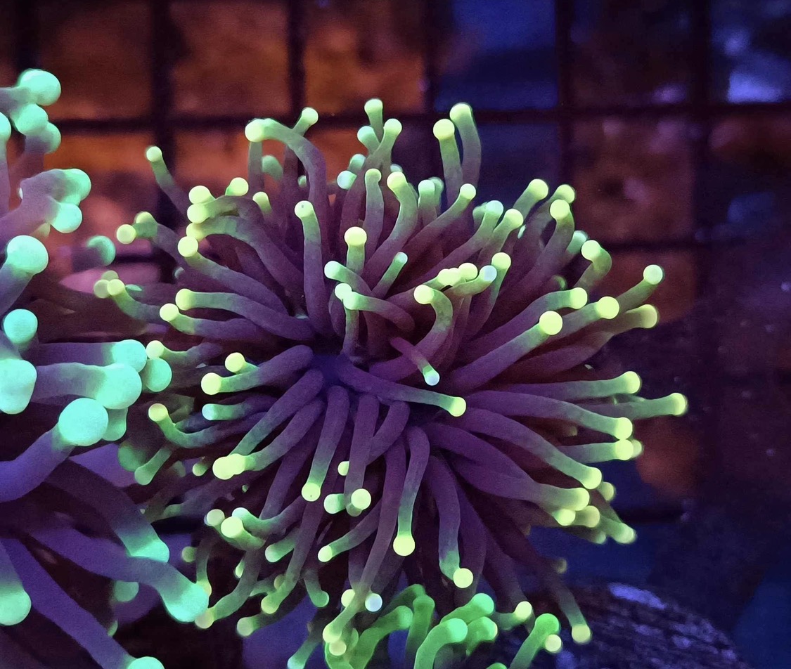 Green tipped torch coral