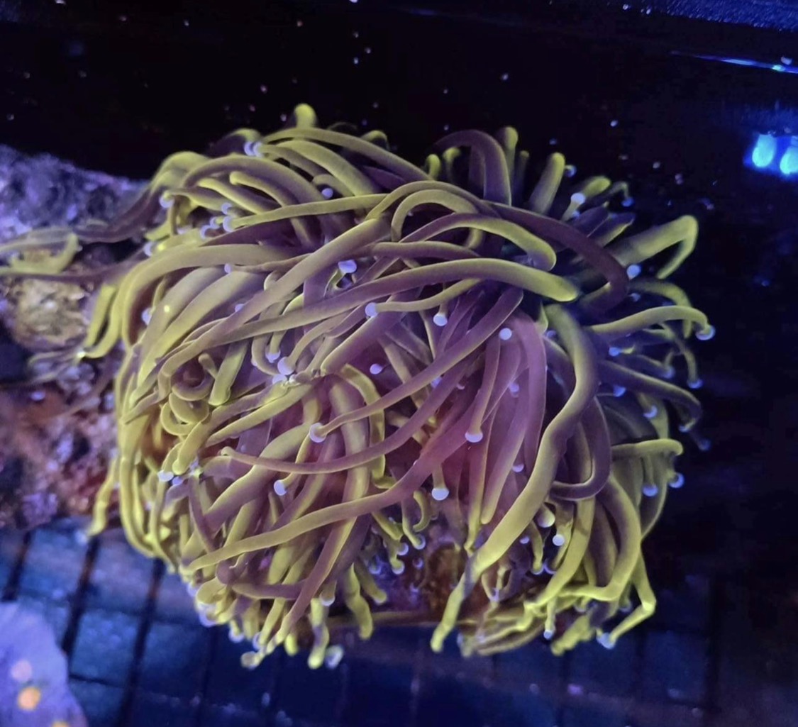 Yellow torch coral with white tips